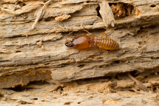 termite-extermination